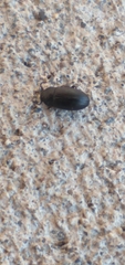 Blapstinus discolor