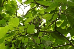 Pittocaulon velatum