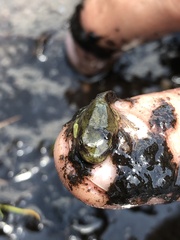 Hyla andersonii