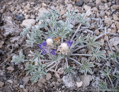 Lupinus duranii