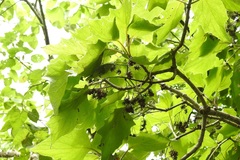 Pittocaulon velatum