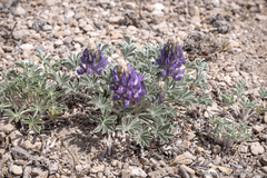 Lupinus duranii