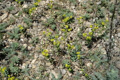 Euphorbia glareosa