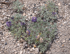 Lupinus duranii