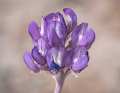 Lupinus duranii