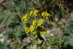 Euphorbia glareosa