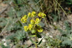Euphorbia glareosa