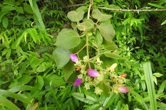 Amphilophium paniculatum