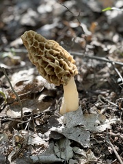 Morchella diminutiva