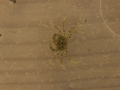 Pachygrapsus marmoratus