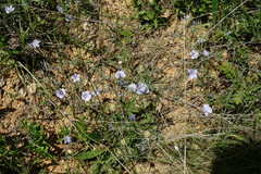 Linum squamulosum