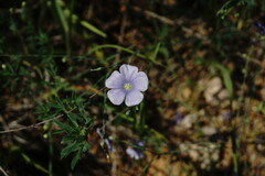 Linum squamulosum