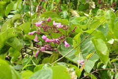 Fridericia chica