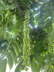 Pterocarya