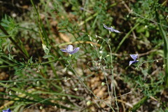 Linum squamulosum
