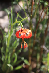 Lilium pomponium