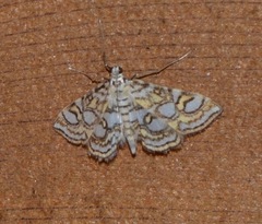 Elophila ekthlipsis