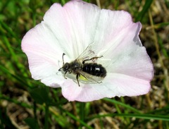 Systropha curvicornis