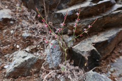 Eriogonum vimineum