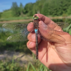 Anax parthenope