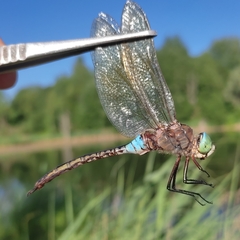 Anax parthenope