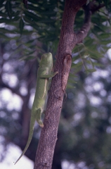 Chamaeleo senegalensis