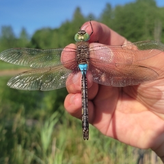 Anax parthenope