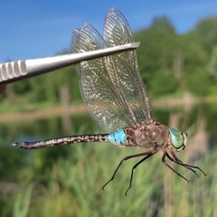 Anax parthenope