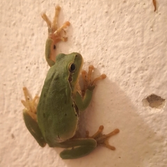 Hyla intermedia perrini