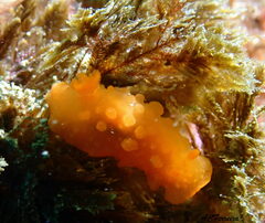 Doriopsilla pelseneeri