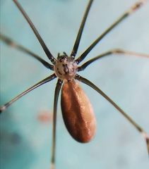 Pholcus opilionoides