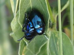 Chrysochus asclepiadeus