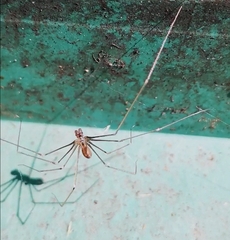 Pholcus opilionoides