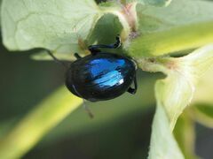 Chrysochus asclepiadeus