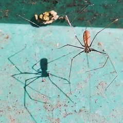 Pholcus opilionoides