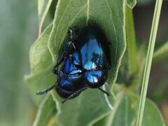 Chrysochus asclepiadeus