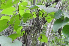 Dioscorea carpomaculata