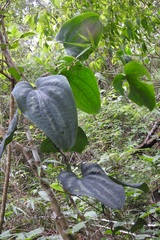 Dioscorea cyanisticta