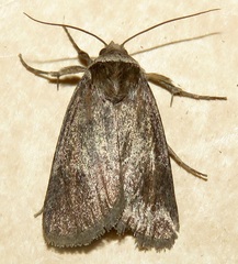 Sympistis stabilis