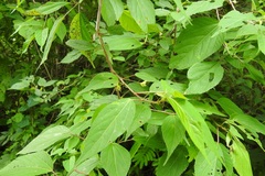 Acalypha leptopoda