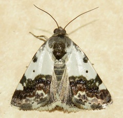 Tarache abdominalis