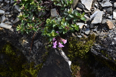 Clinopodium laxiflorum