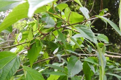 Acalypha leptopoda