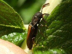 Isorhipis obliqua
