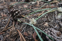 Allium obtusum obtusum