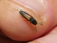 Isorhipis obliqua