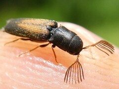 Isorhipis obliqua
