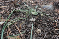 Allium obtusum obtusum