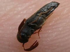 Isorhipis obliqua