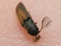 Isorhipis obliqua